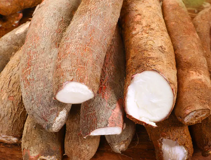 cassava root