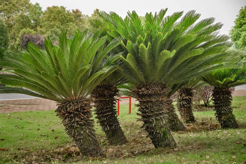 sago palm trees