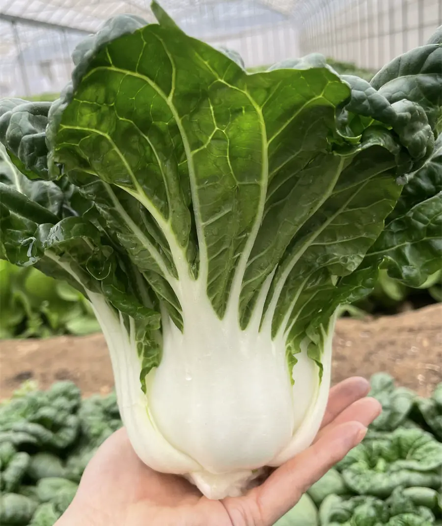 White Bok Choy