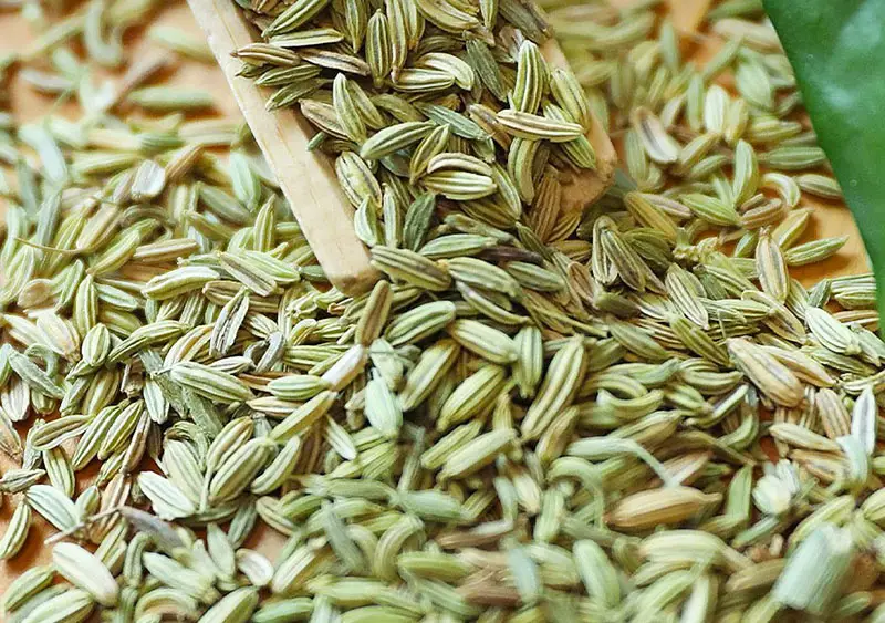 Fennel Seeds