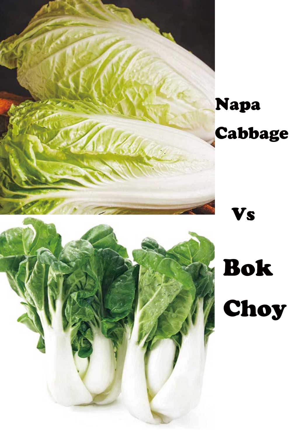 Napa Cabbage Vs Bok Choy