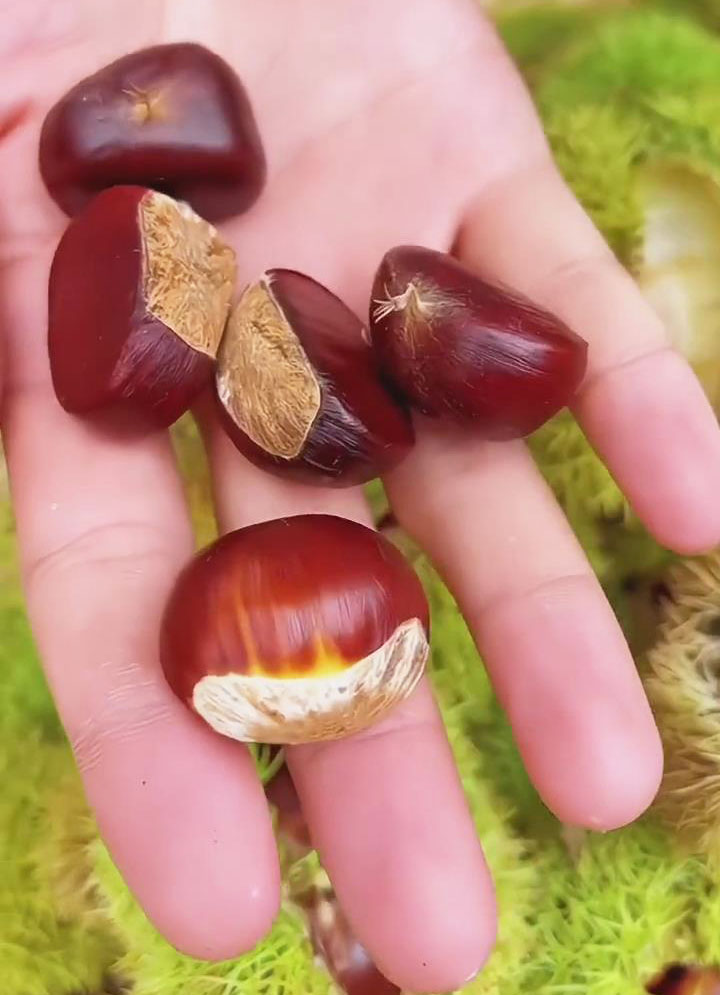 Chestnuts at hand