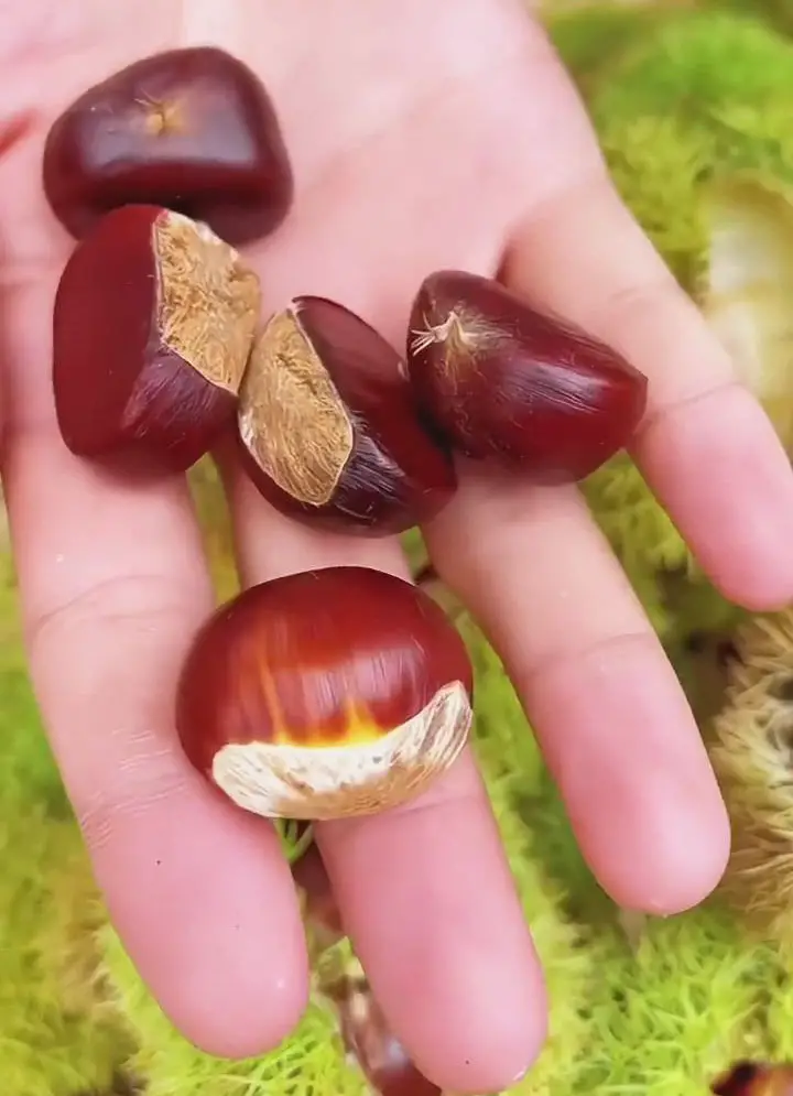 Chestnuts at hand