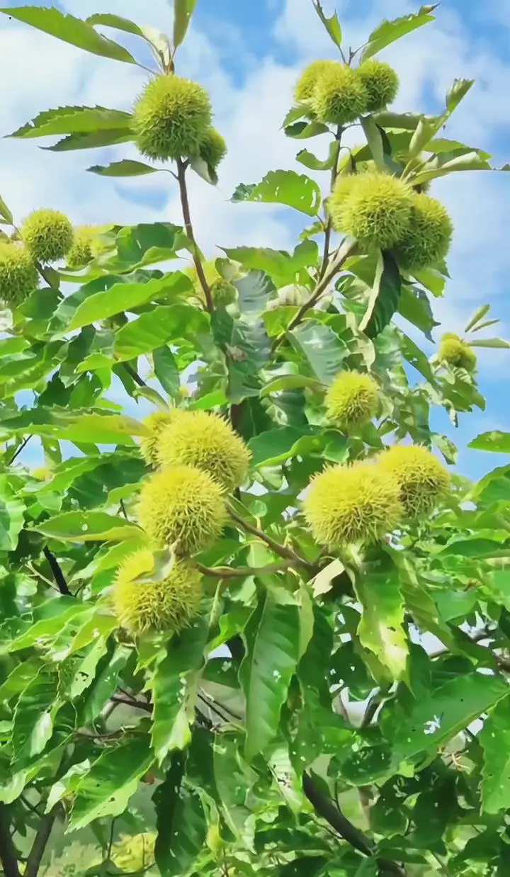 Chestnuts tree