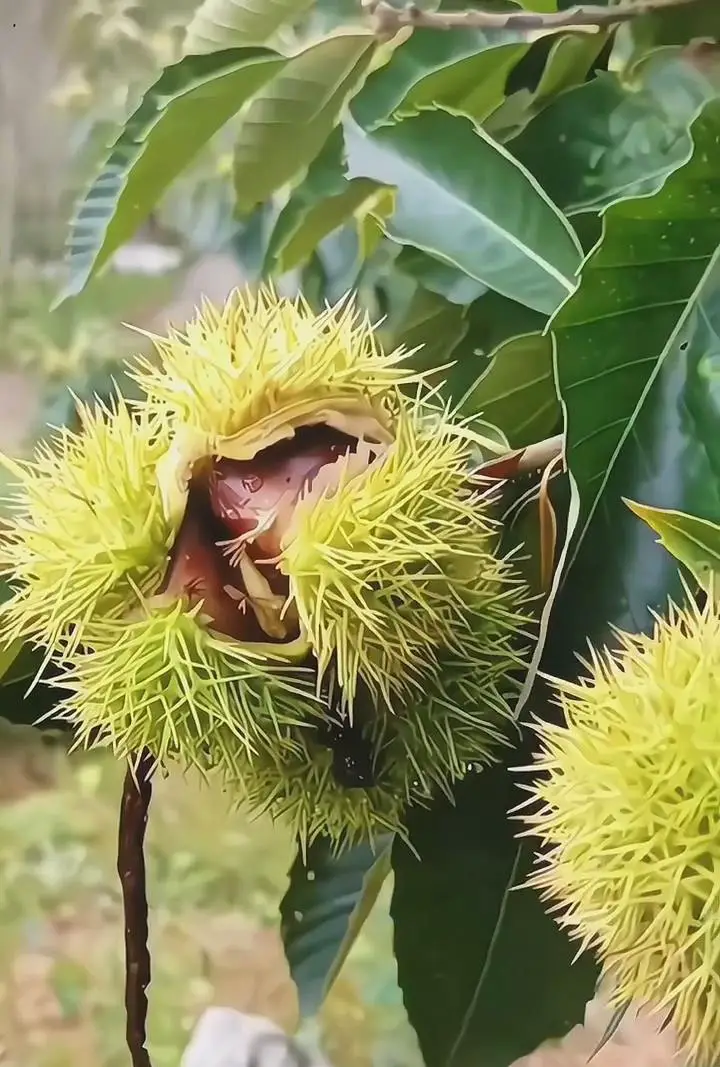 Chestnuts tree2