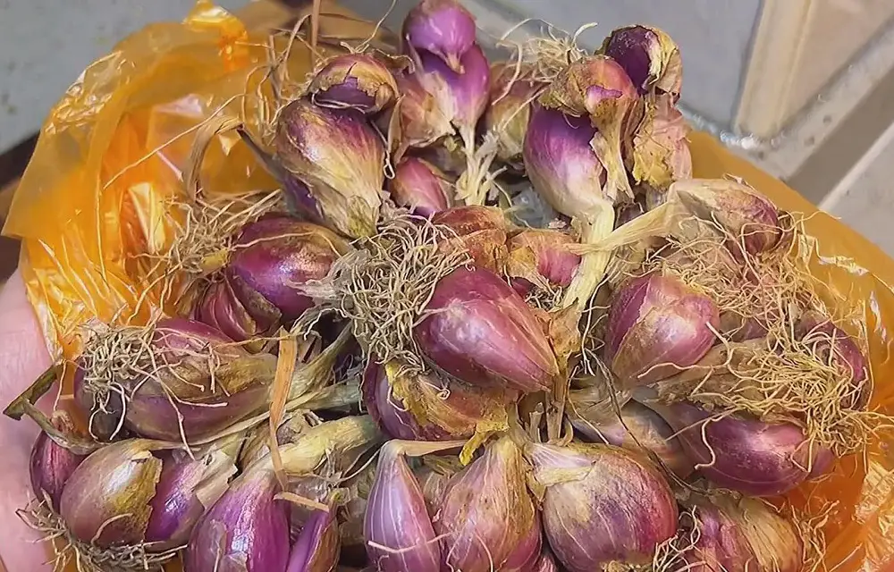 Shallots