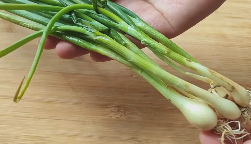 The difference between shallots, green onions, scallions and