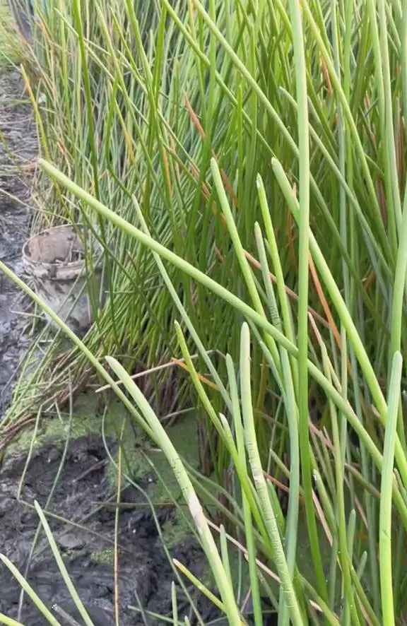 Water Chestnuts plant