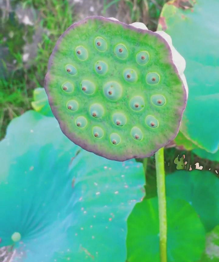 lotus with Lotus Seeds