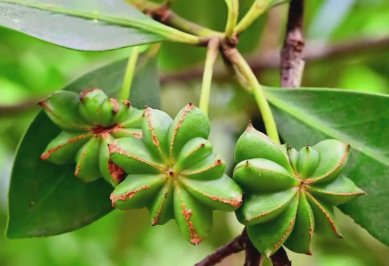 star anise tree