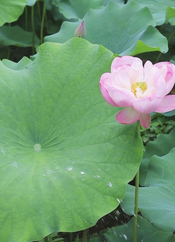 Lotus Plant