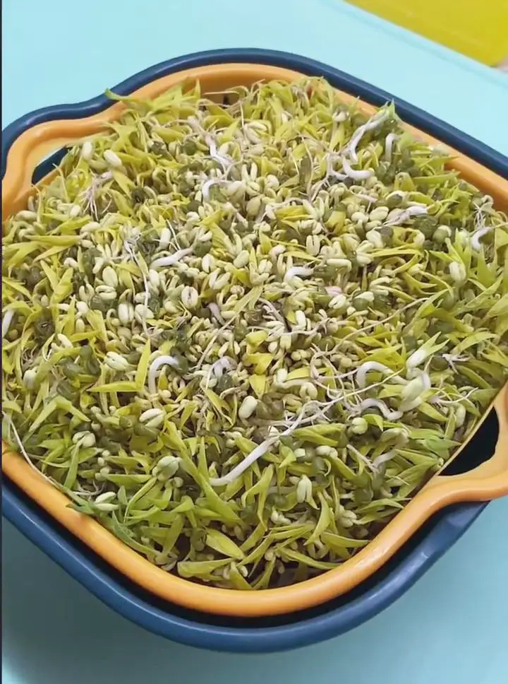 bean sprouts