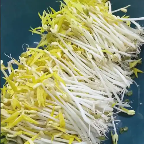 bean sprouts2